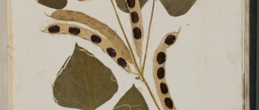 Event-Image for 'Das Herbarium von Felix Platter'