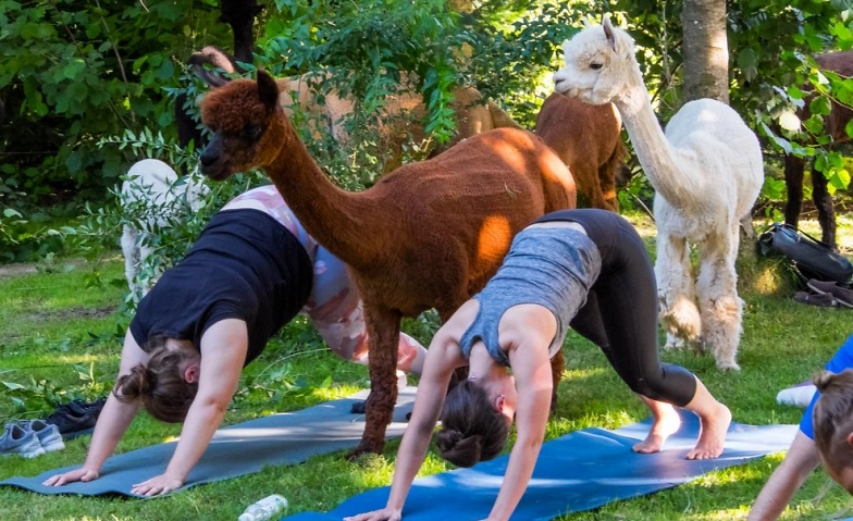 Event-Image for 'Yoga inmitten Alpakas'