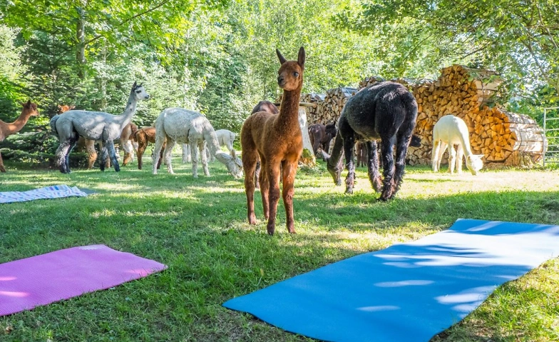 Yoga inmitten Alpakas Billets