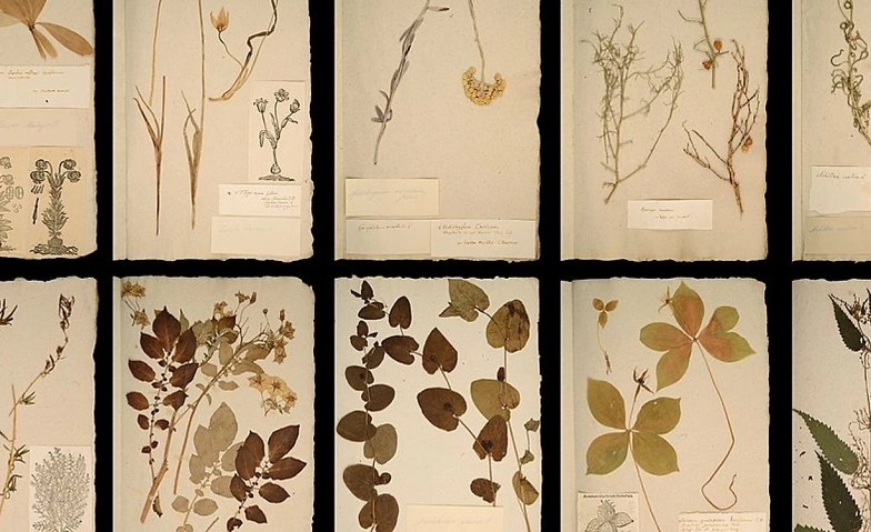 Die ganze Welt in einem Herbarium ${singleEventLocation} Tickets