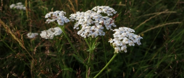 Event-Image for 'Plantes sauvages comestibles et médicinales : les tisanes'