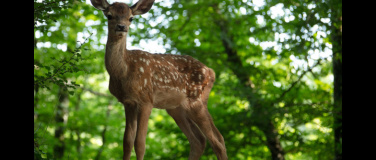 Event-Image for 'Bambi. Eine Lebensgeschichte aus dem Wald'