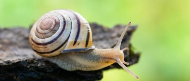 Event-Image for 'Einblicke in die faszinierende Welt der Schnecken'