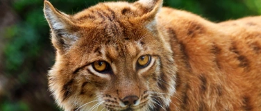 Event-Image for 'Fotokurs/ Fotoworkshop  im Tierpark Goldau'