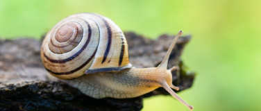 Event-Image for 'Einblicke in die faszinierende Welt der Schnecken'