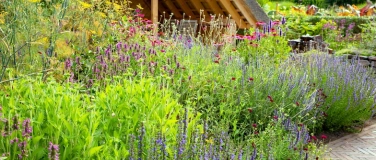 Event-Image for 'Blühende Wildstauden und Sträucher für Wildbienen, Schmetter'
