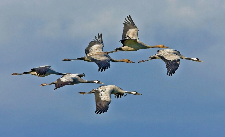 Schau rein: Zugv&ouml;gel - wenn V&ouml;gel reisen ${singleEventLocation} Billets