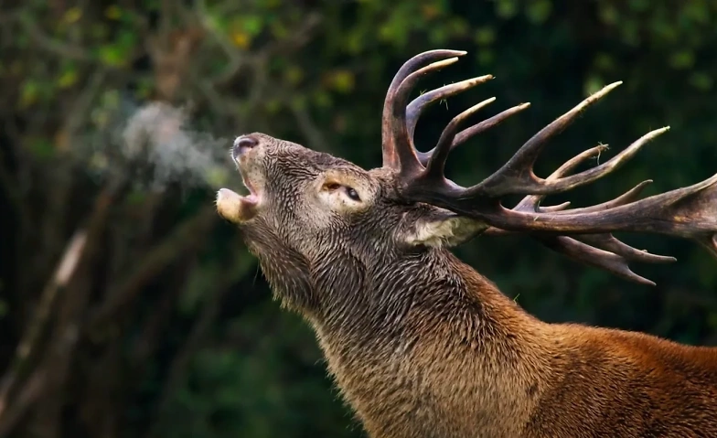 Wilding - Die R&uuml;ckkehr der Natur ${singleEventLocation} Billets