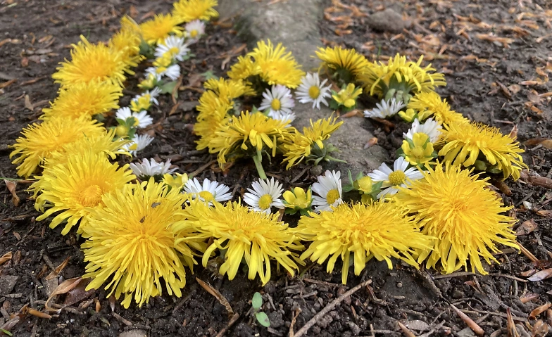 Event-Image for 'Waldbaden im Rhytmus der 4 Jahreszeiten'