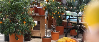 Event-Image for 'Citrus World - Kurse, Degustationen und Sortenvielfalt'