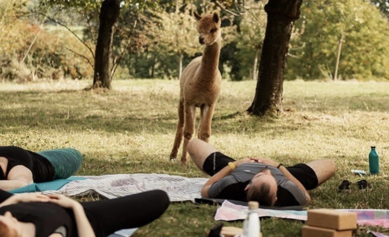 Yoga inmitten Alpakas Weisslingen Tickets