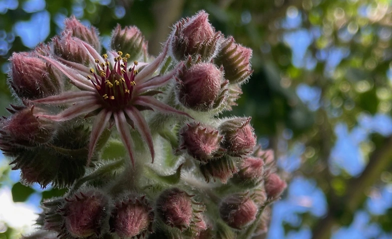 Event-Image for 'Poesie der Natur im Kreis des Jahres. Meditationskurs'