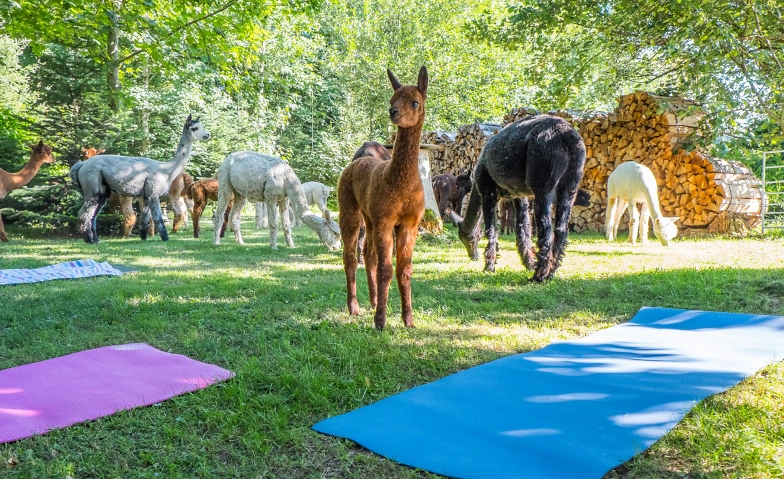Yoga inmitten Alpakas im Emmental Tickets