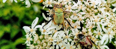 Event-Image for 'FAMILIEN-WORKSHOP INSEKTEN'