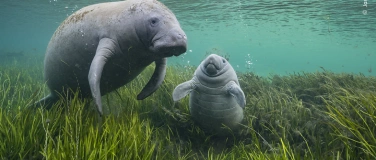 Event-Image for 'Visite guidée en français: Wildlife Photographer of the Year'