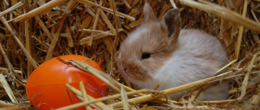 Event-Image for 'Ostereier suchen im Wildpark Schwarze Berge'