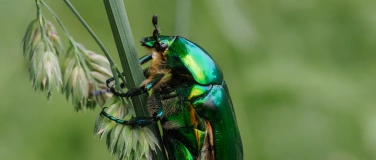 Event-Image for 'Naturschutzverein: Vielfalt und Schönheit unserer Käfer'