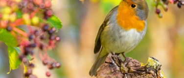 Event-Image for 'Das Rotkehlchen – Stimme der Natur in unseren Gärten'