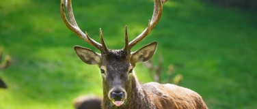 Event-Image for 'Führung zur Brunft im Wildpark Schwarze Berge'