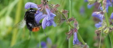 Event-Image for 'Biodiversität im Garten: Führung mit Yasemin Kurtogullari'