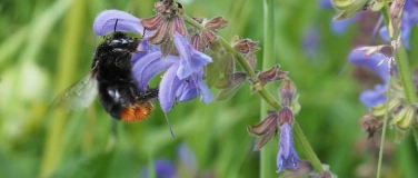 Event-Image for 'Biodiversitätsführung'