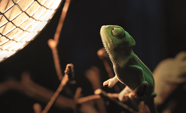 Event-Image for 'Taschenlampen-Abenteuer in der Biosphäre Potsdam'