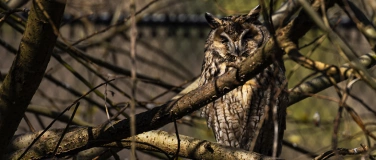 Event-Image for 'Fototour Natur- und Tierpark Goldau'