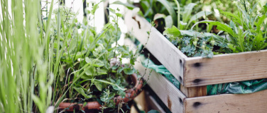 Event-Image for 'Urban Gardening mit Permakulturansatz'
