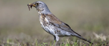 Event-Image for 'Vögel in und um Aarau'