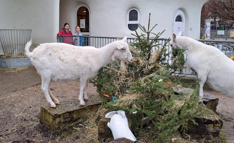 Event-Image for 'Weihnachtszauber im Stall'