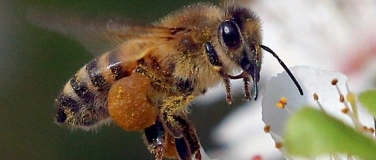 Event-Image for 'Wildbienen Altreu, Besichtigung der Arbeiten und Bräteln'