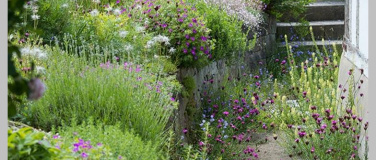 Event-Image for 'Wildstauden im Naturgarten'